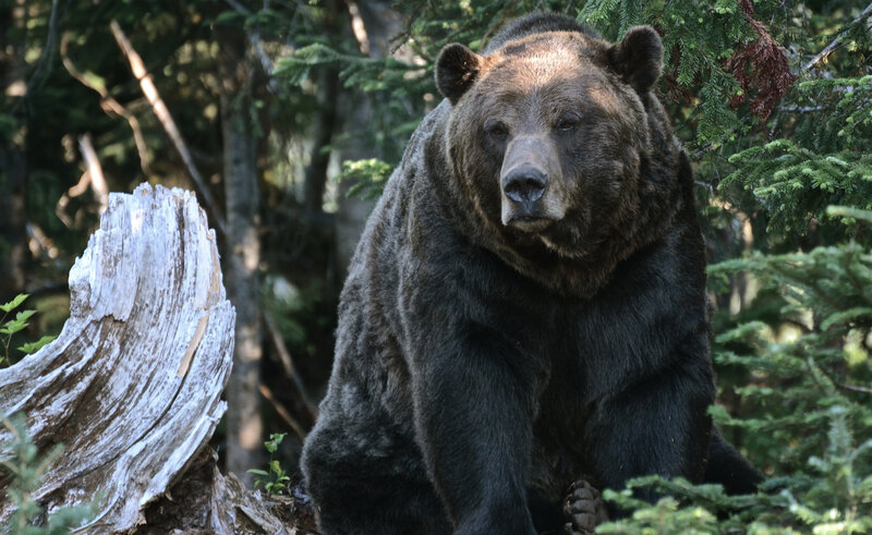 Brown Bear in Forest — Natural, Afternoon, Photograph