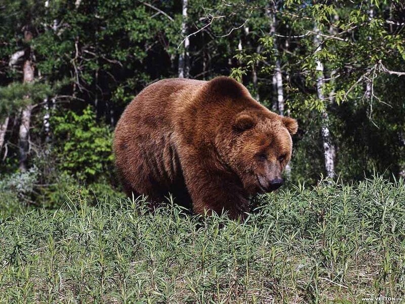 Brown Bear in Forest — Natural, Afternoon, Photograph, Trees, Grass, Green