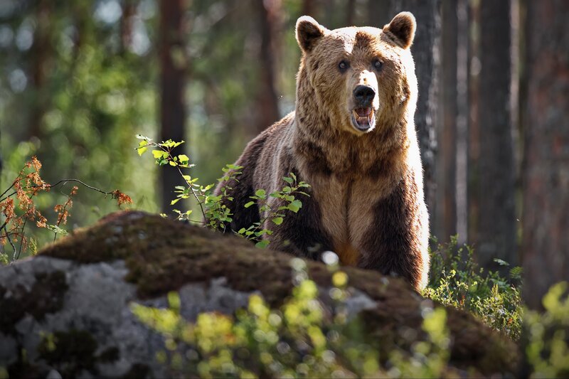 Brown Bear in Forest — Natural, Afternoon, Photograph, Trees