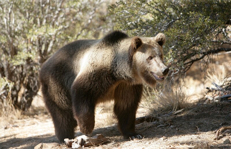 Brown Bear in Forest — Natural, Afternoon