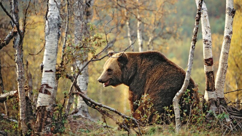 Brown Bear in Forest — Natural, Autumn, Photograph