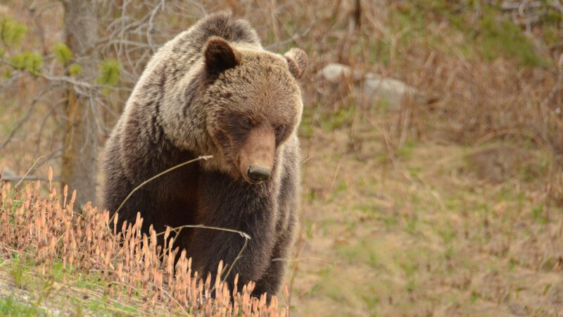 Brown Bear in Forest — Natural, Autumn, Photograph, Trees