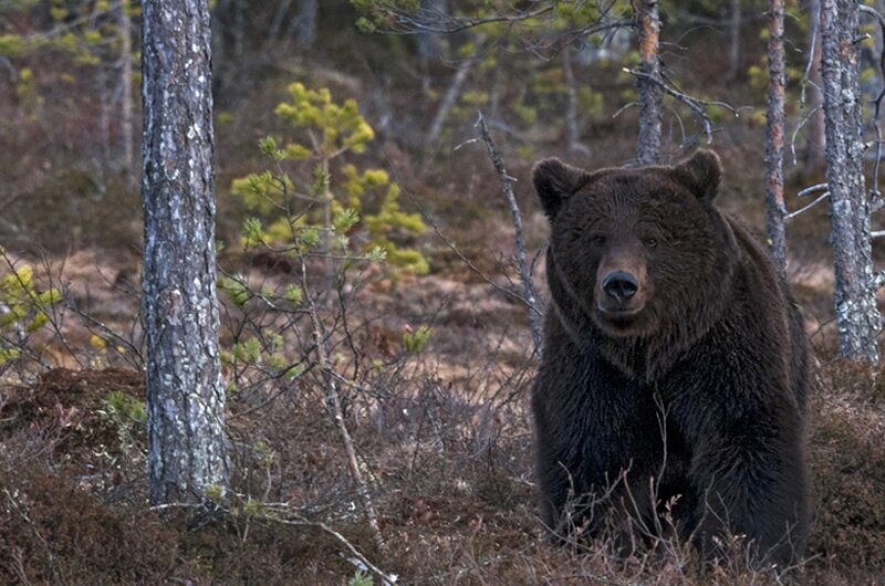 Brown Bear in Forest — Natural, Autumn