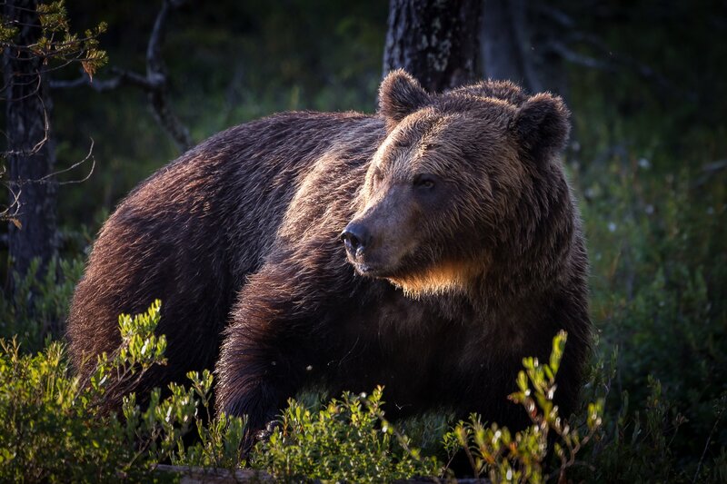Brown Bear in Forest — Natural, Morning
