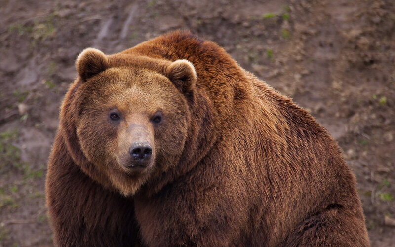 Brown Bear in Forest — Natural, Photograph, Dirt