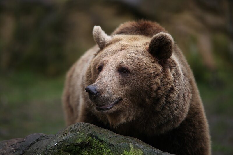 Brown Bear in Forest — Natural, Photograph, Rock