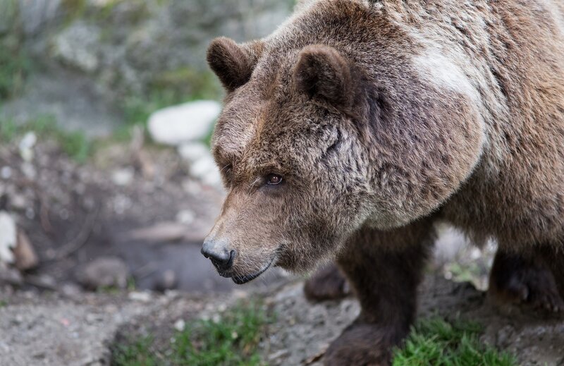 Brown Bear in Forest — Natural, Photograph, Rocks, Grass
