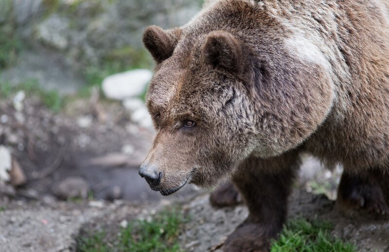 Brown Bear in Forest — Natural, Photograph, Rocks