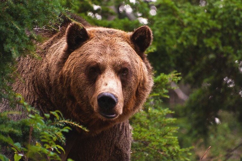 Brown Bear in Forest — Natural, Photograph