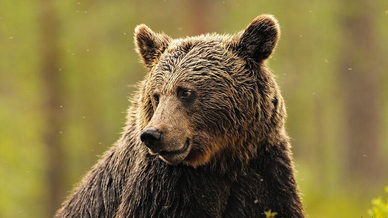 Brown Bear in Forest — Natural, Photograph, Trees