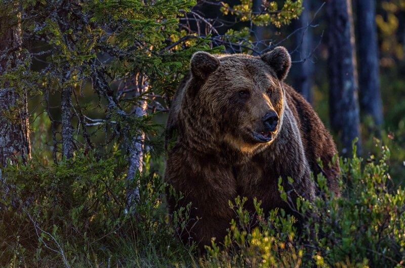 Brown Bear in Forest — Natural, Sunset
