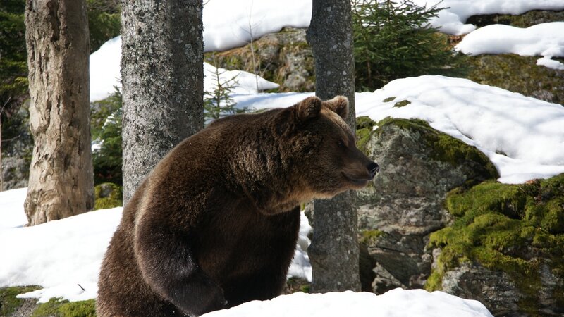 Brown Bear in Forest — Natural, Winter, Photograph