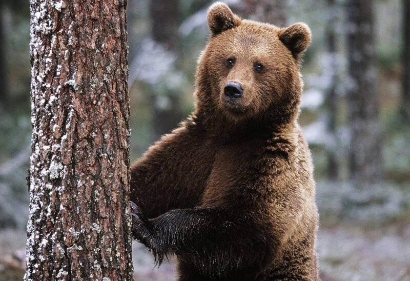 Brown Bear in Forest — Natural, Winter, Photograph, Tree