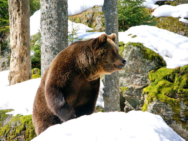 Brown Bear in Forest — Natural, Winter
