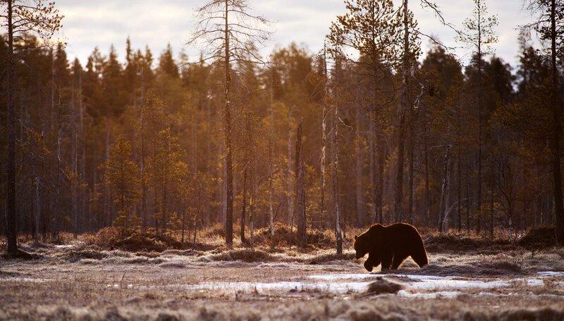 Brown Bear in Forest — Serene, Autumn