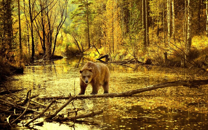Brown Bear in Forest — Yellow