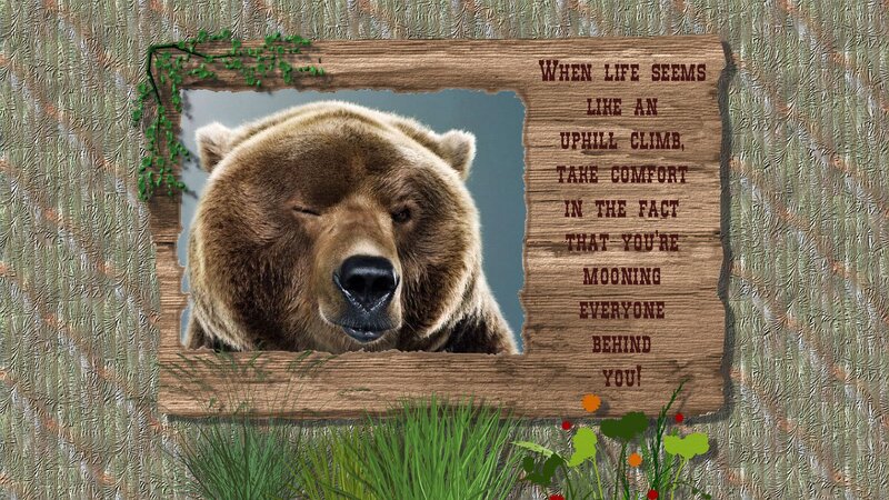 Brown Bear in Frame