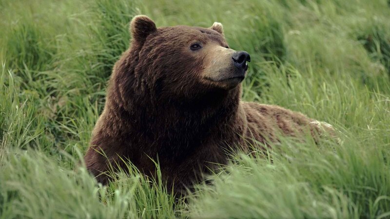 brown bear in grass
