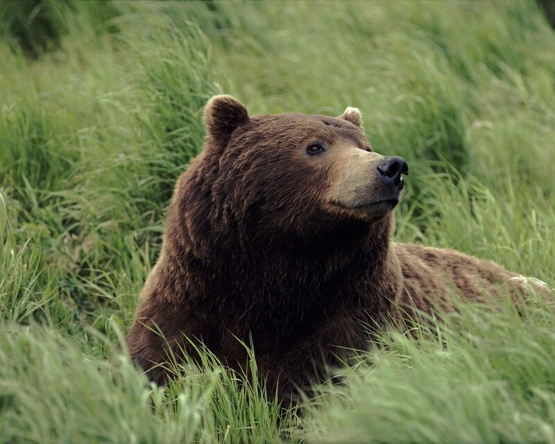 Brown Bear in Grass — Calm, Afternoon