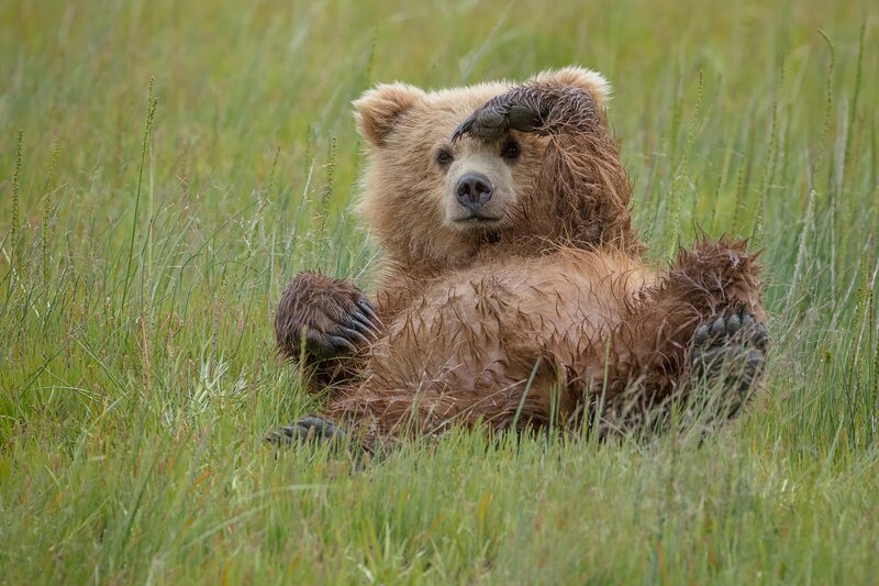 Brown Bear in Grass — Green, Calm, Afternoon, Photograph, Paw