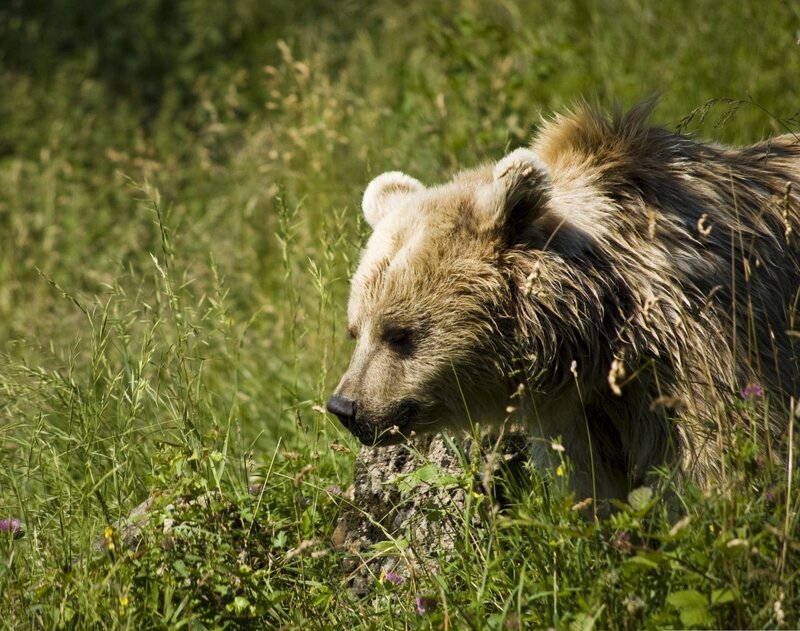Brown Bear in Grass — Green, Calm, Afternoon