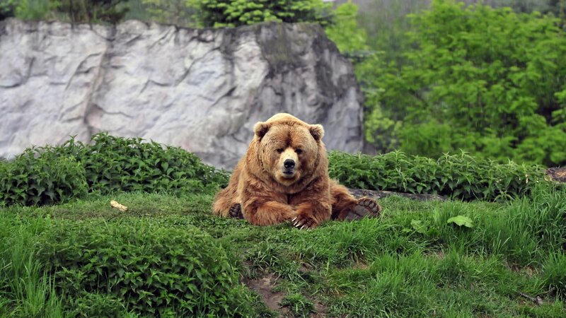 Brown Bear in Grass — Green, Calm, Spring, Photograph