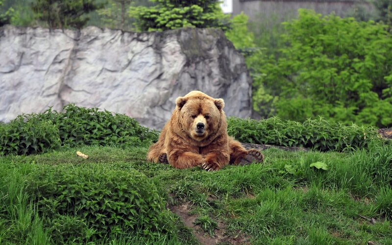 Brown Bear in Grass — Green, Calm, Spring