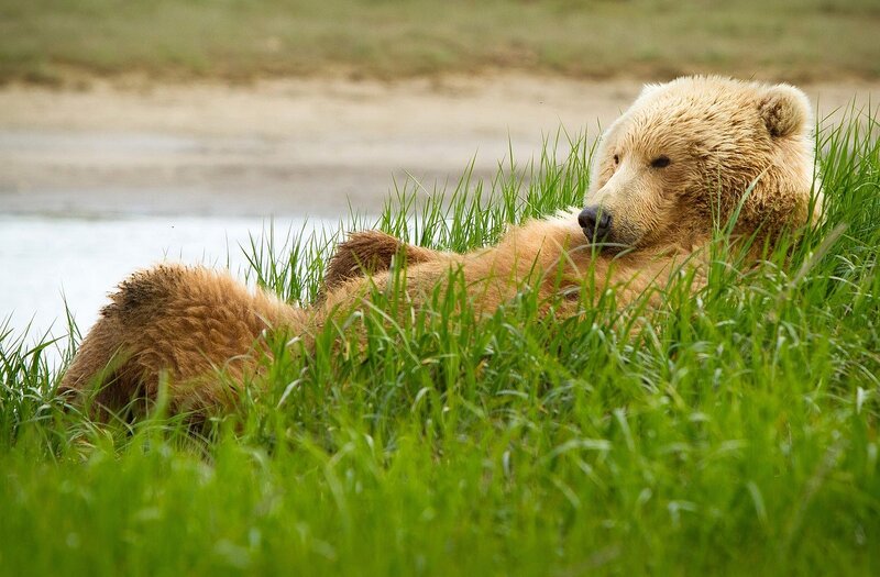 Brown Bear in Grass — Green, Calm