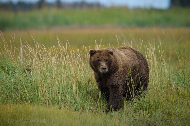 Brown Bear in Grass — Green, Natural, Afternoon, Photograph, Field