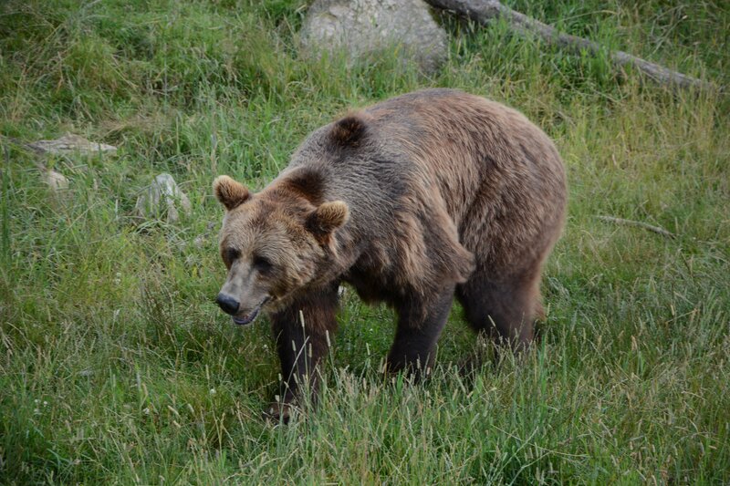 Brown Bear in Grass — Green, Natural, Afternoon, Photograph, Rock
