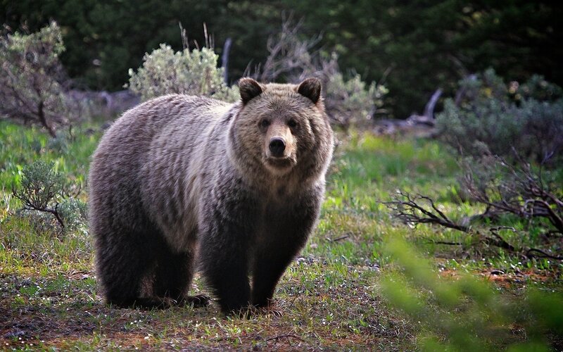 Brown Bear in Grass — Green, Natural, Afternoon, Photograph, Shrub