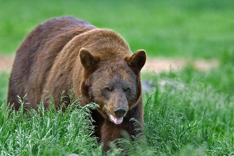 Brown Bear in Grass — Green, Natural, Afternoon
