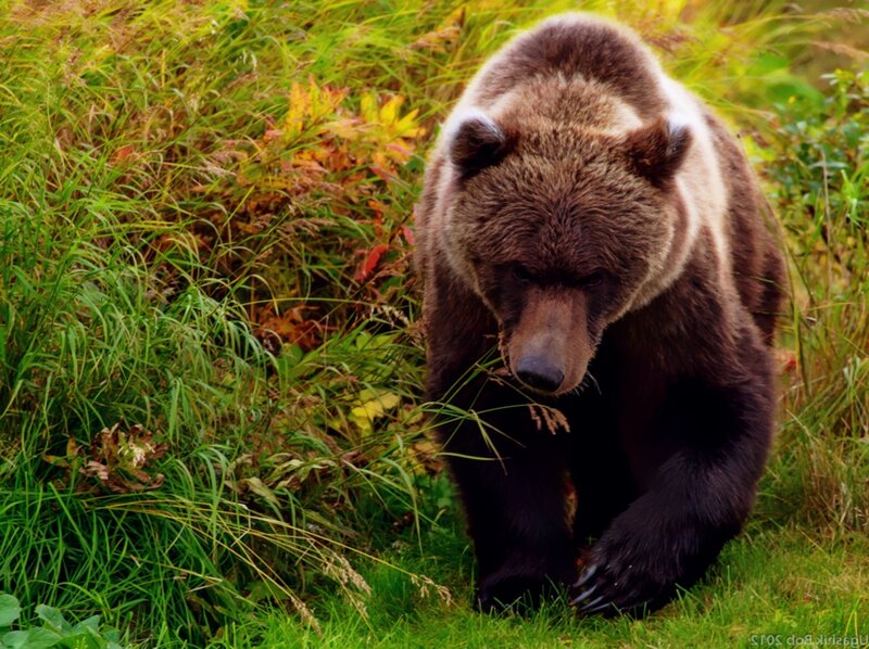 Brown Bear in Grass — Green, Natural, Autumn