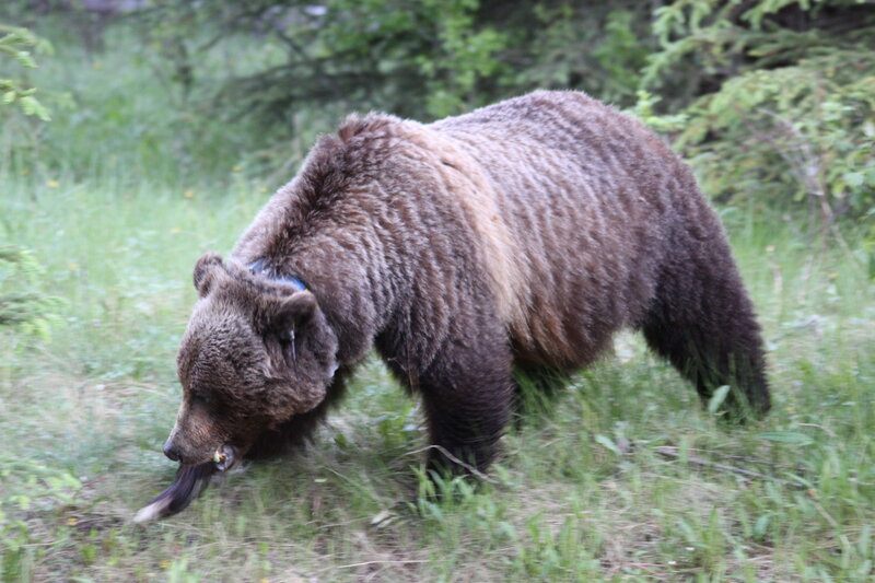Brown Bear in Grass — Green, Natural, Morning