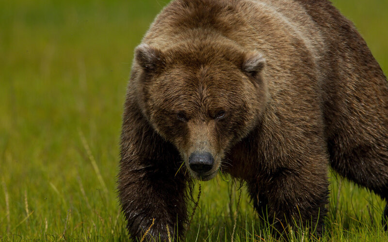 Brown Bear in Grass — Green, Natural, Photograph