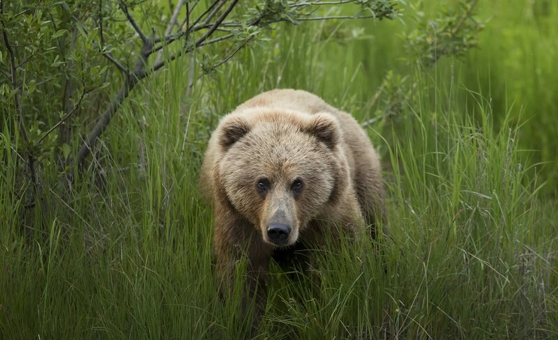 Brown Bear in Grass — Green, Natural, Summer, Photograph, Bushes, Forest