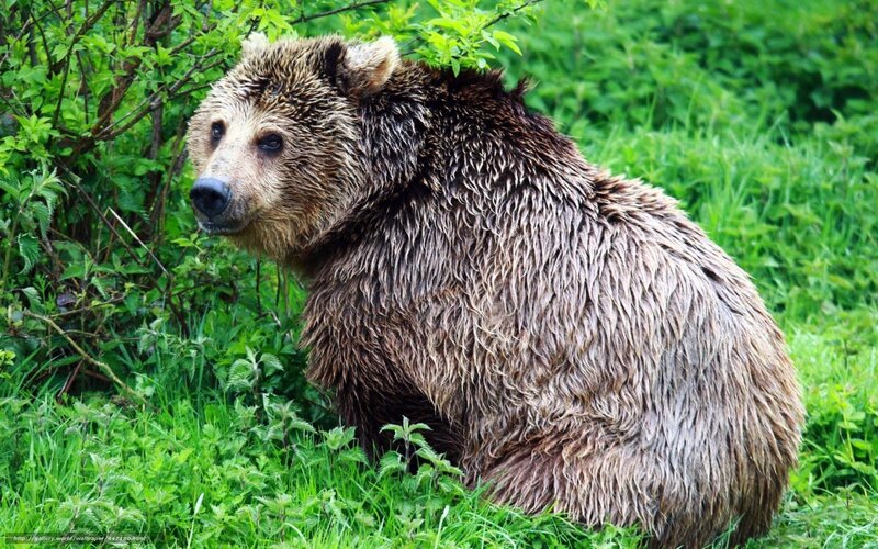 Brown Bear in Grass — Green, Natural, Summer, Photograph, Bushes
