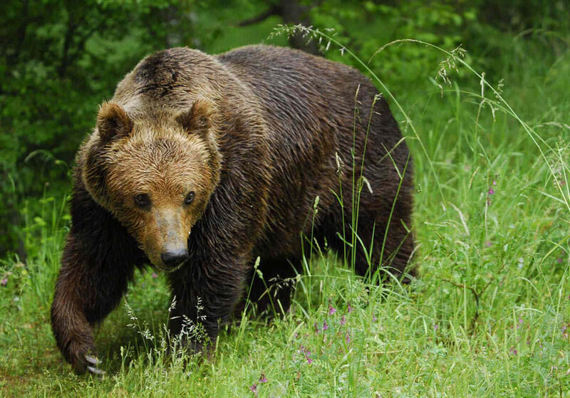 Brown Bear in Grass — Green, Natural, Summer