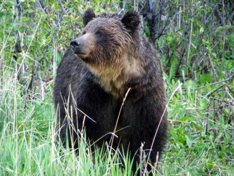 Brown Bear in Grass — Green, Natural