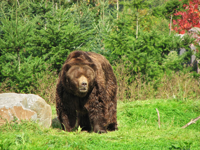 Brown Bear in Grass — Green