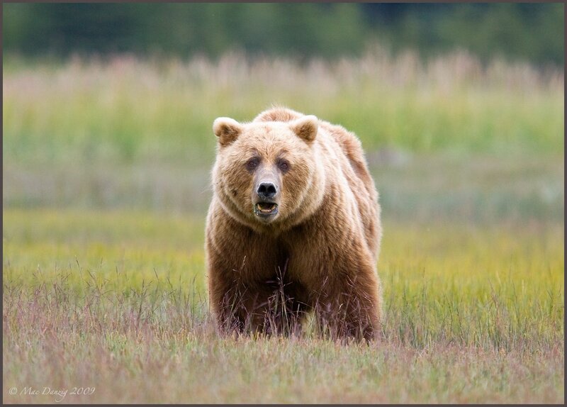 Brown Bear in Grass — Natural, Afternoon, Photograph