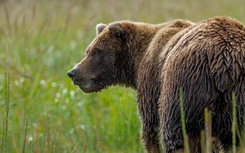 Brown Bear in Grass — Natural, Afternoon