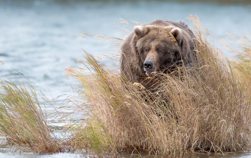 Brown Bear in Grass — Natural, Autumn, Photograph