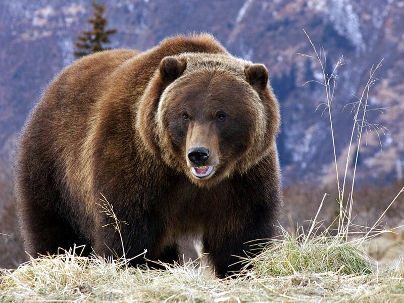 Brown Bear in Grass — Natural, Autumn