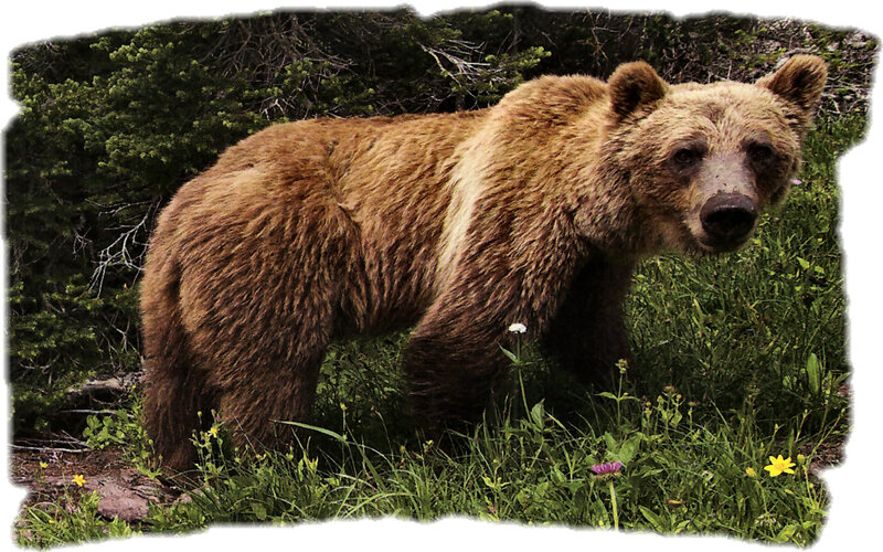 Brown Bear in Grass — Natural, Summer