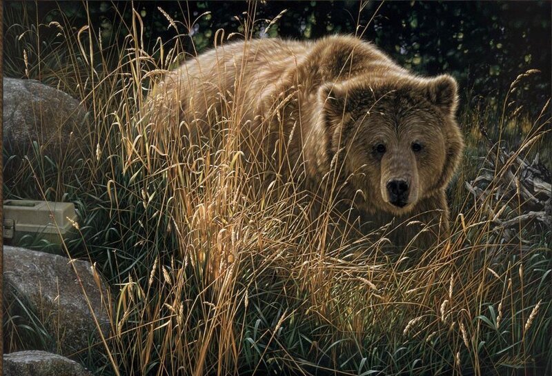 Brown Bear in Grass — Natural