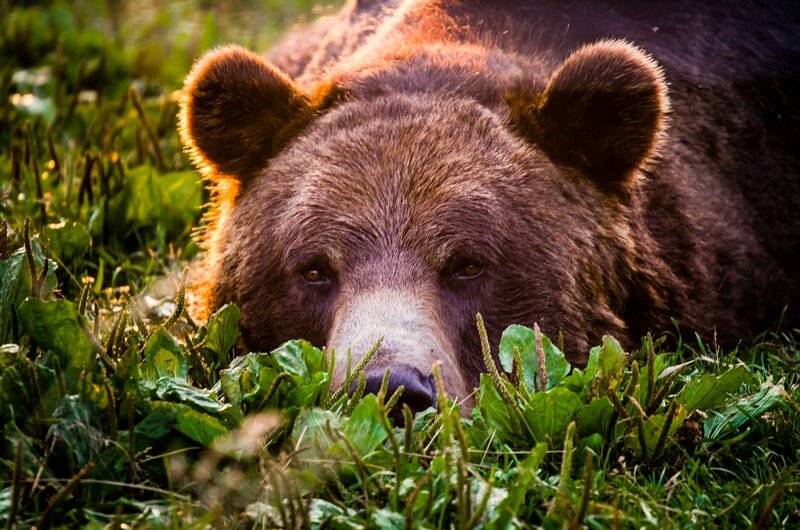 Brown bear in grass