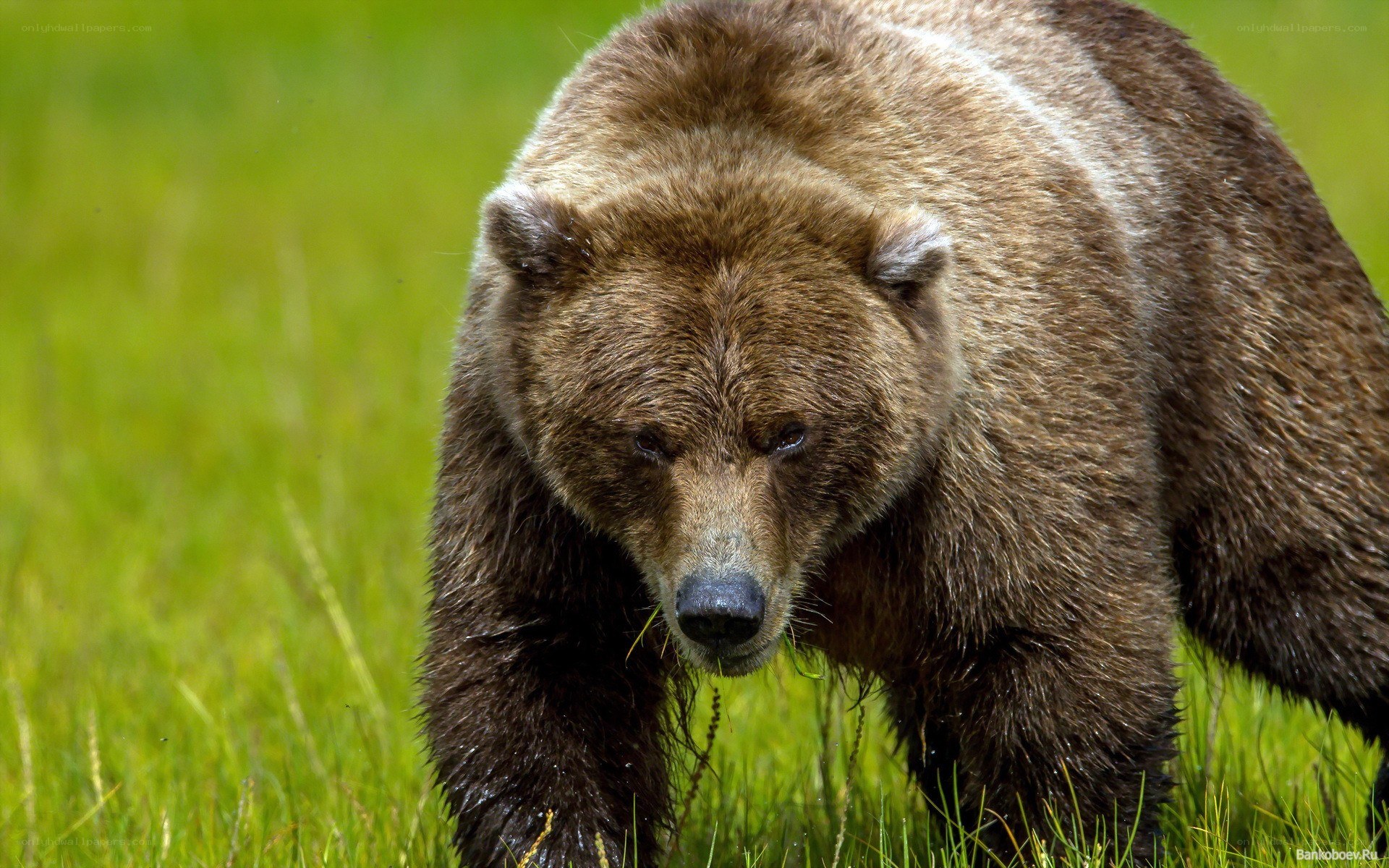 Brown bear in grassy field