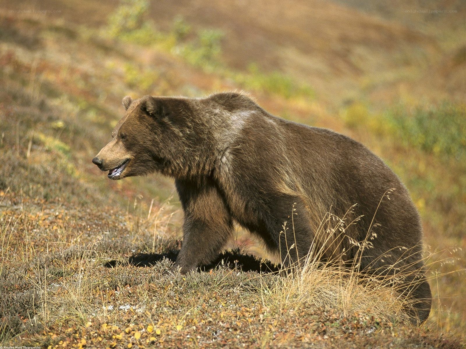 Brown bear in grassy field