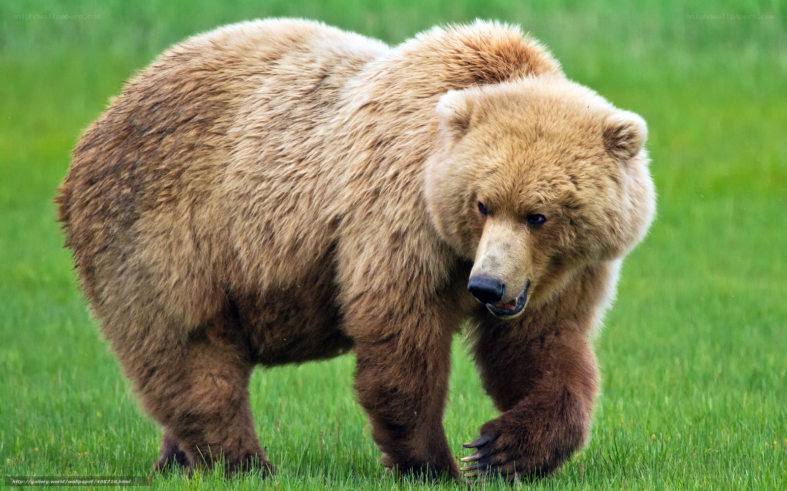 brown bear in grassy field